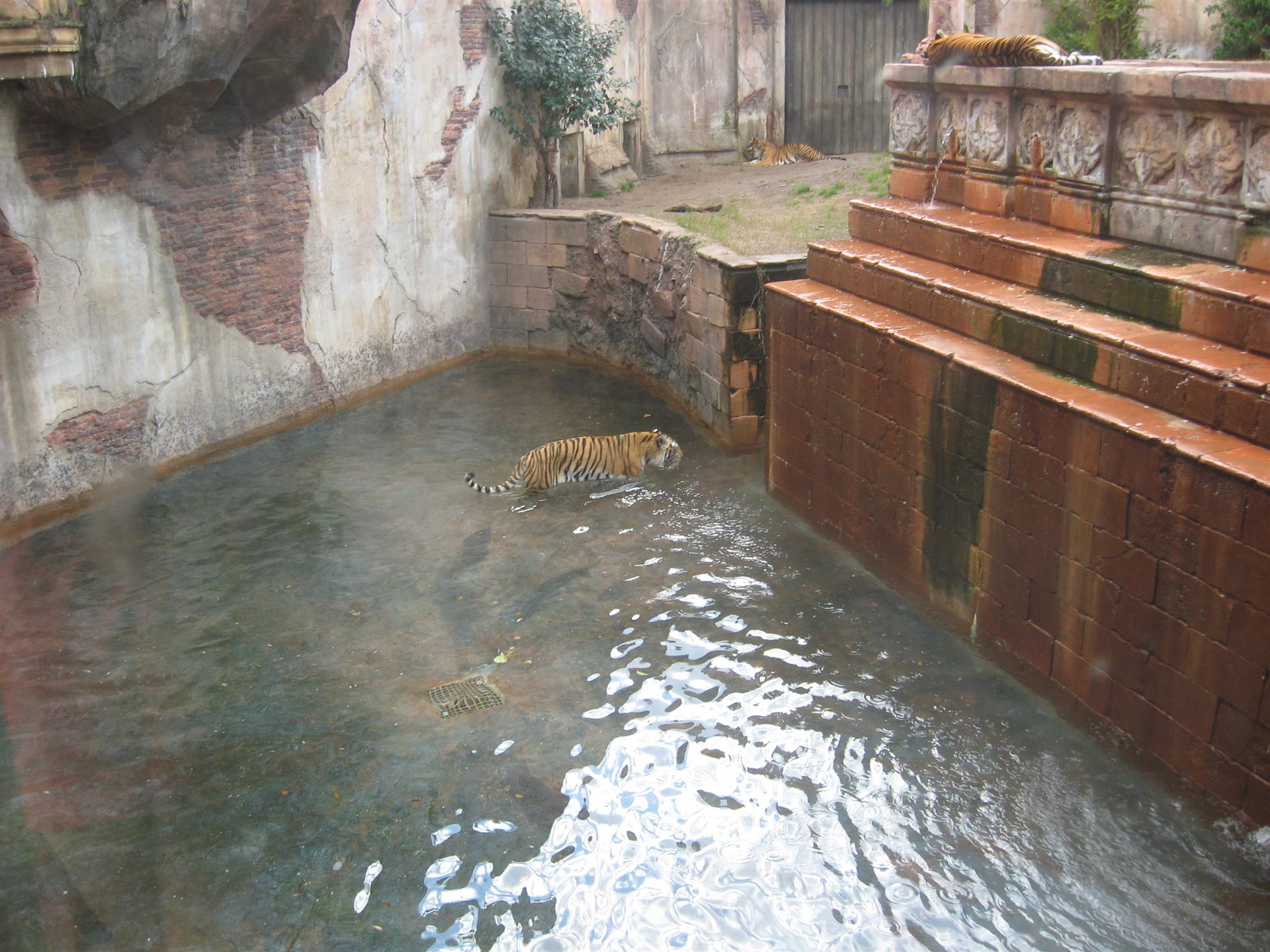 Maharajah Jungle Trek - Disney's Animal Kingdom - LaughingPlace.com