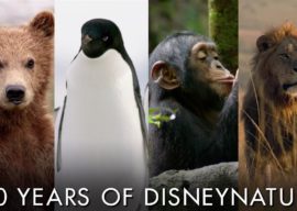 Disney Celebrates 10 Years of Disneynature Ahead of "Penguins" Release