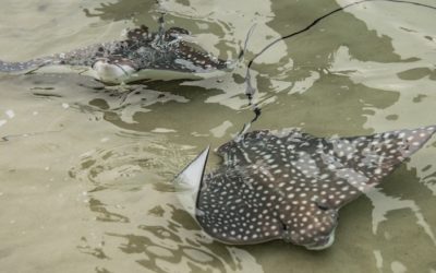 Discovery Cove Announces Birth of Spotted Eagle Rays
