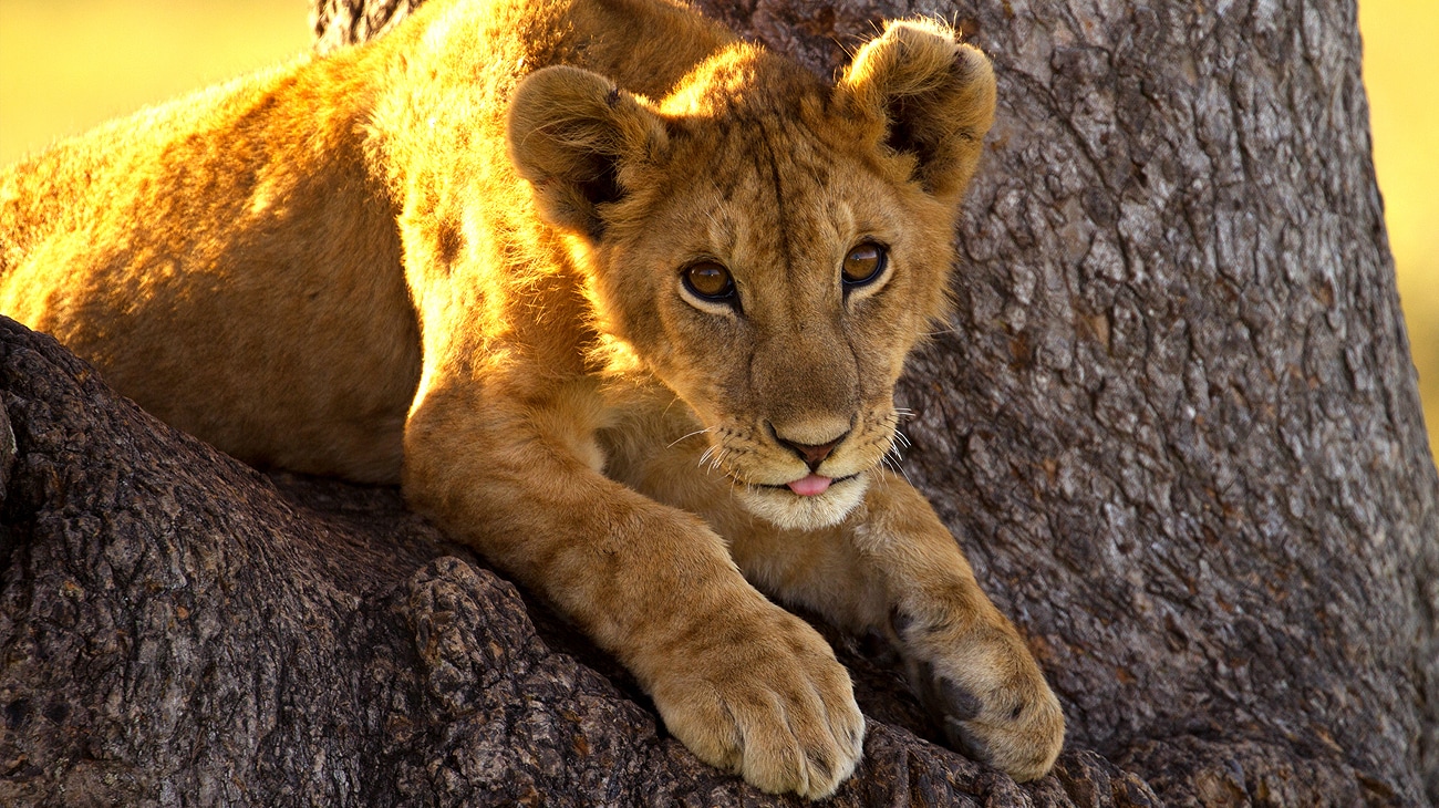 Disney Launches The Lion King Protect The Pride Campaign