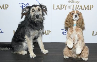 Live-Action "Lady and the Tramp" Screens in New York Ahead of Disney+ Premiere