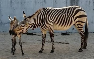 Baby Zebra Born at Disney's Animal Kingdom