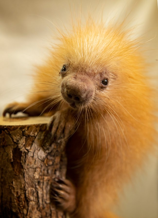 Disney Shares First Pictures of Adorable Prehensile-Tailed Porcupine