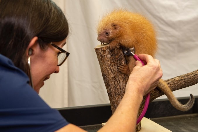 Disney Shares First Pictures of Adorable Prehensile-Tailed Porcupine