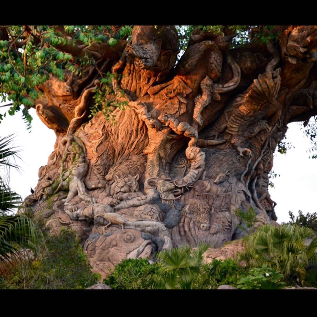 Disney Imagineer Joe Rohde Shares Photos from Personal Collection of Animal Kingdom's Tree of Life