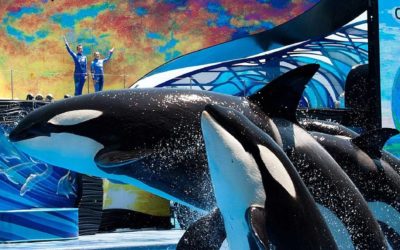 SeaWorld Looking for Federal Assistance Following Furloughs