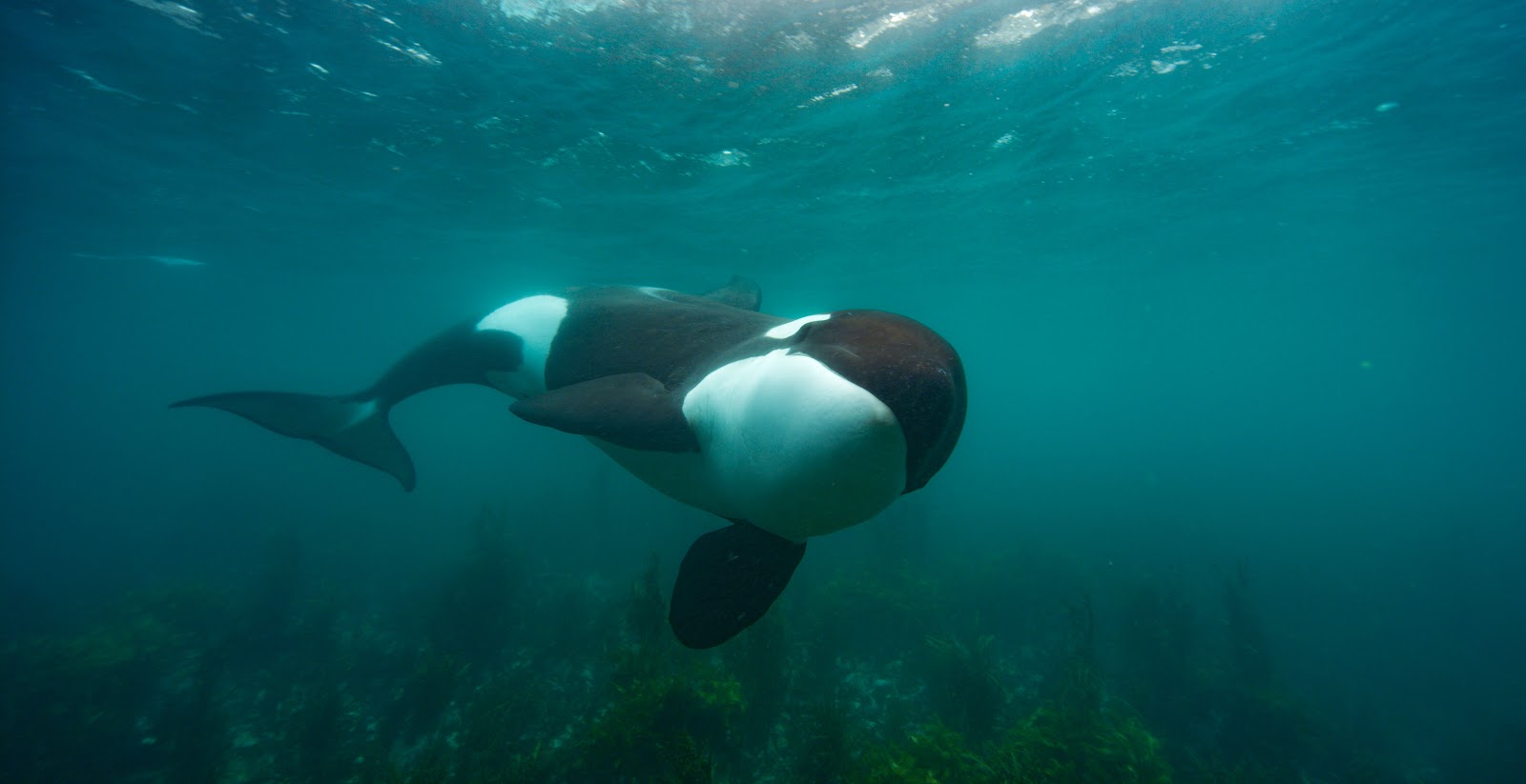 National Geographic Announces 202021 Upfront Slate From BestInClass