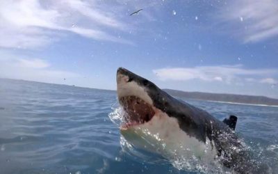 SharkFest Review: "Raging Bull Shark" (Nat Geo)