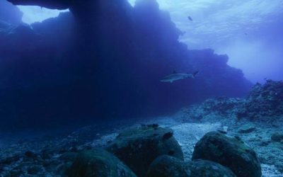 SharkFest Review: "Sharkcano" (Nat Geo)