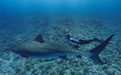 SharkFest Review: "World's Biggest Tiger Shark?" (Nat Geo)