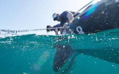 SharkFest Review: "Sharks vs. Dolphins: Blood Battle" (Nat Geo)