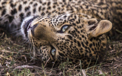 TV Review: "Jade Eyed Leopard" (Nat Geo WILD)
