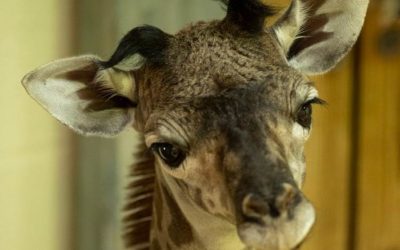 Disney's Animal Kingdom Welcomes Baby Giraffe as Disney+ Original Series Premieres
