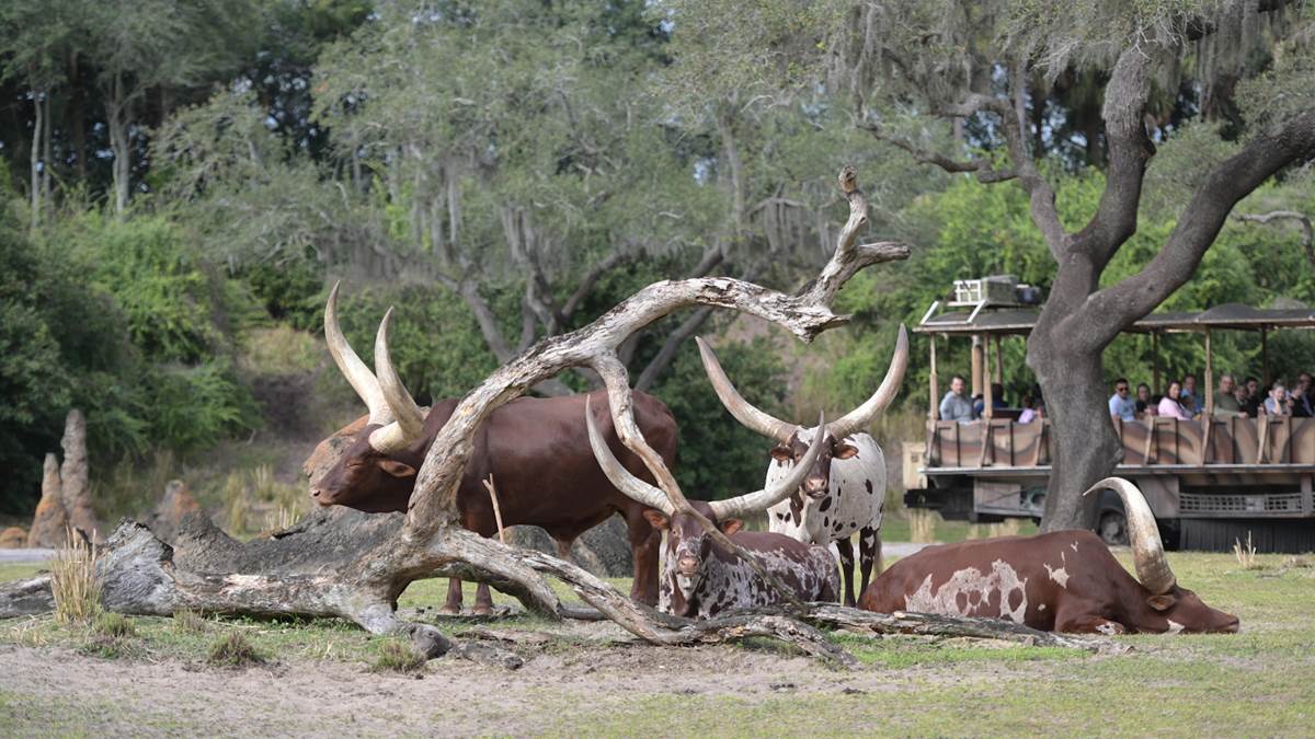 TV Review: "Magic of Disney's Animal Kingdom" (Disney+) - LaughingPlace.com