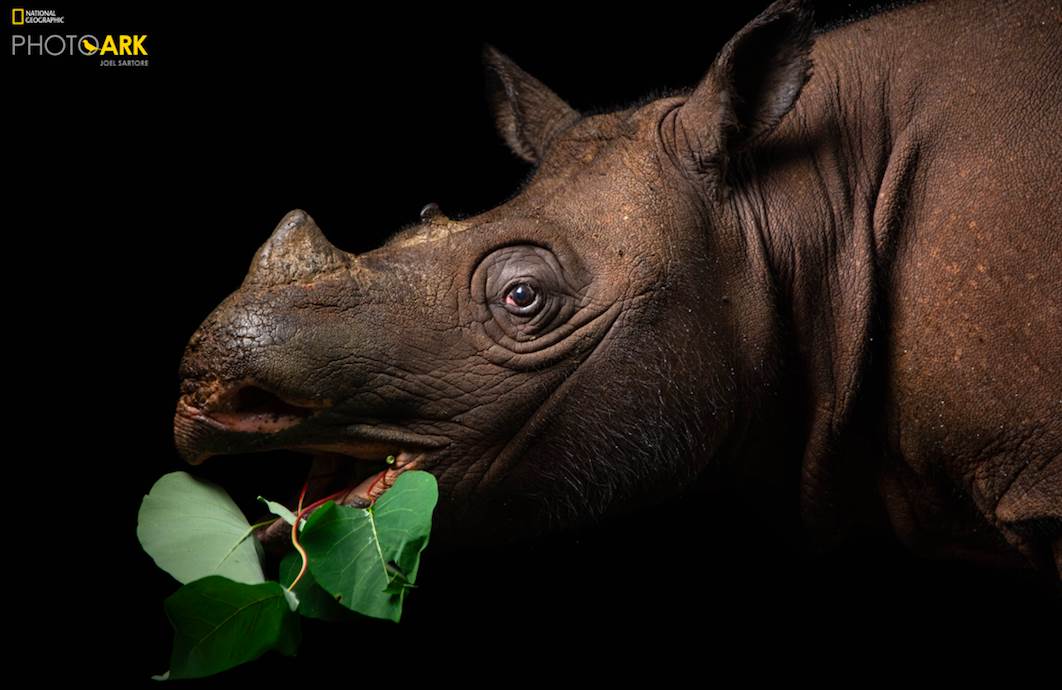 National Geographic Celebrates World Rhino Day with Announcement of 