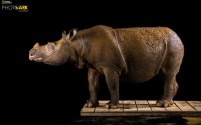 National Geographic Celebrates World Rhino Day with Announcement of "Photo Ark"  on Nat Geo WILD