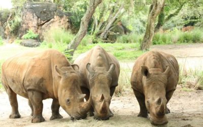 Animal Kingdom Celebrates World Rhino Day with Exciting News Announcement