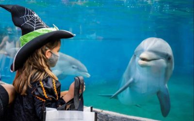 SeaWorld's Spooktacular Returns to San Diego Park October 2 with New and Favorite Experiences