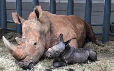 Disney's Animal Kingdom Welcomes Baby White Rhinoceros
