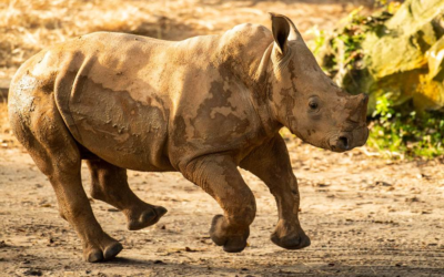 Baby Rhino, Ranger, Makes His Debut On Savannah at Disney's Animal Kingdom