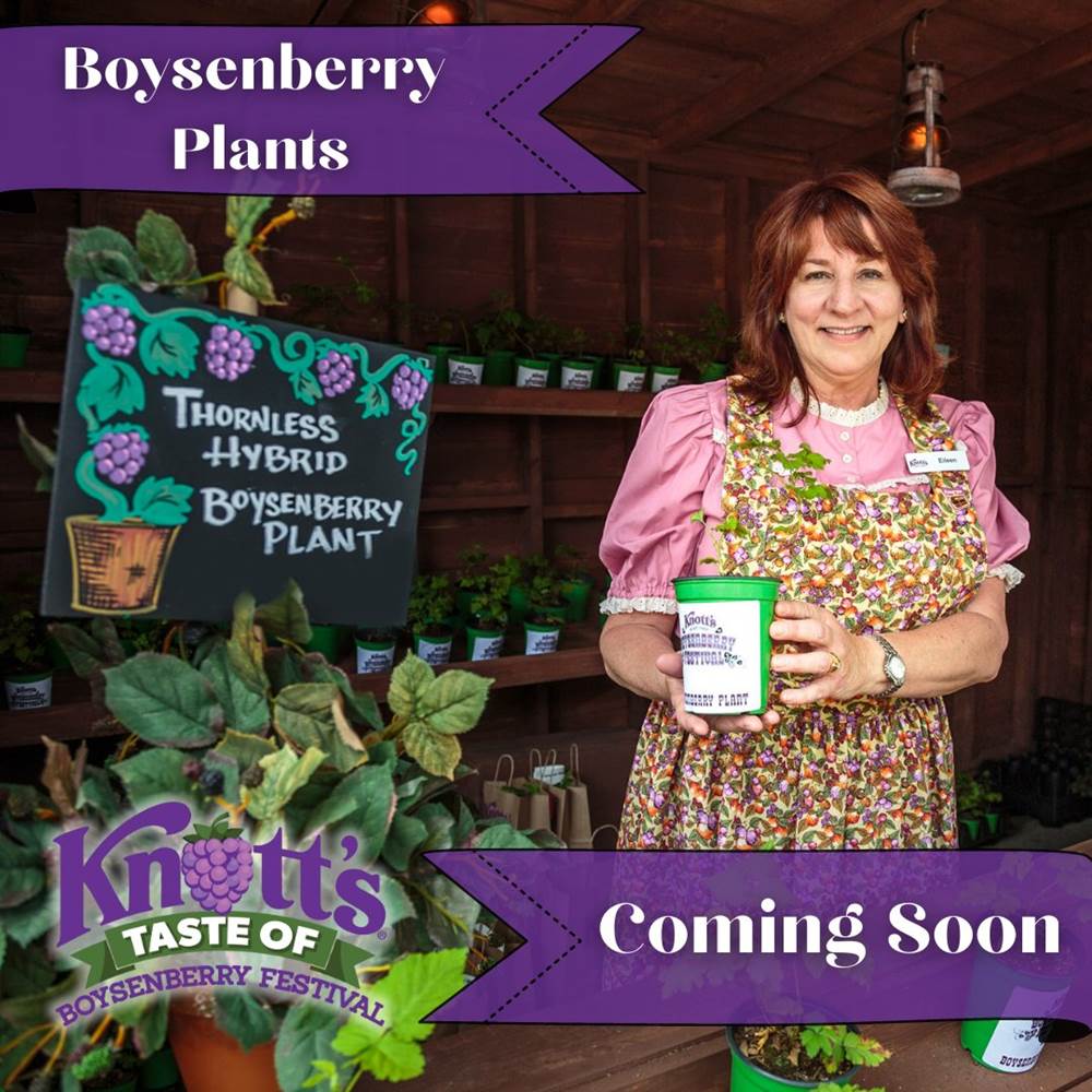 Knott's Berry Farm To Sell Live Boysenberry Plants At Knott's Taste Of