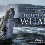Check Out This Never-Before-Seen Clip From "Secrets of the Whales" Coming to Disney+ on April 22