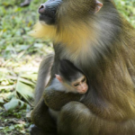 Disney's Animal Kingdom Welcomes Newborn Mandrill To Kilimanjaro Safaris Savannah