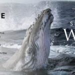 "Secrets of the Whales" Symphony Concert Experience Coming in 2022 From National Geographic Live