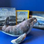 Book Review: "Secrets of the Whales" by Brian Skerry from National Geographic