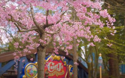 Disneyland Paris Shows Off Springtime In The Park In New Zen Moments Video