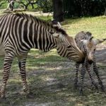Disney's Animal Kingdom Welcomes New Baby Zebra