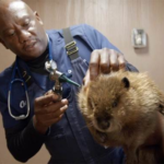 Nat Geo WILD Renews Multiple Shows Including "The Incredible Dr. Pol" and More