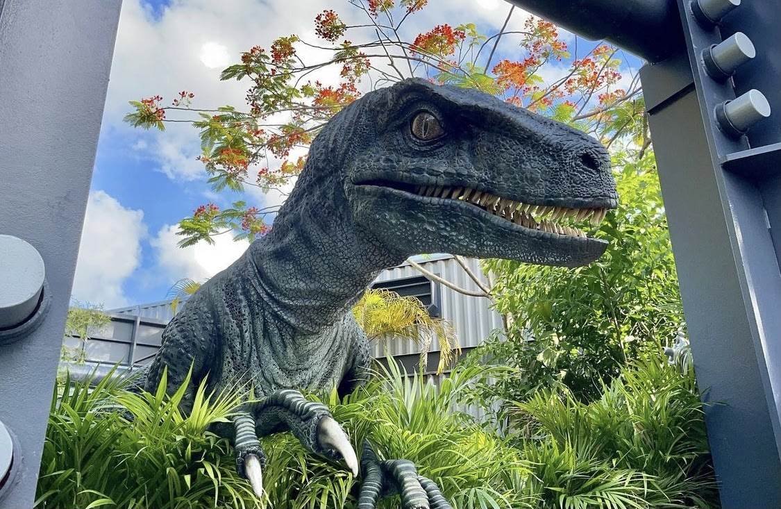 New Velociraptor, Bravo, Debuts At Universal Orlando's Raptor Encounter -  