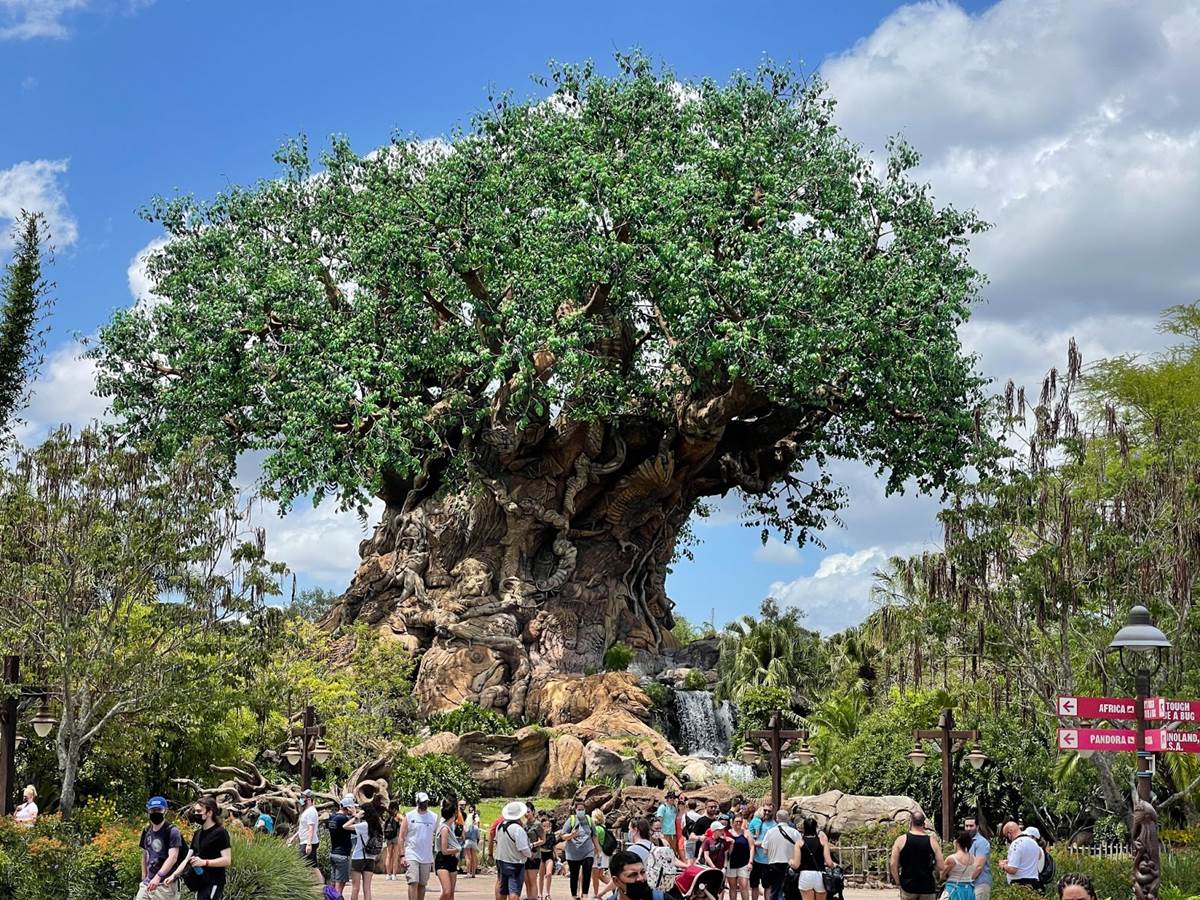 Photo Update Take A Look At Some Changes Around Disney S Animal Kingdom Laughingplace Com