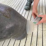 SeaWorld Orlando Shares The Story of Chessie, A Recently Rescued Manatee