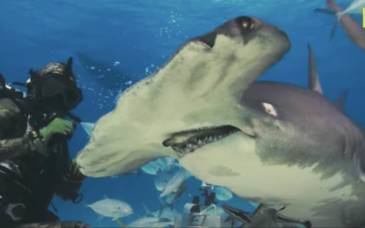 National Geographic's "SharkFest" Comes to Disney XD and Disney+ With Multiple Weeks of Programming