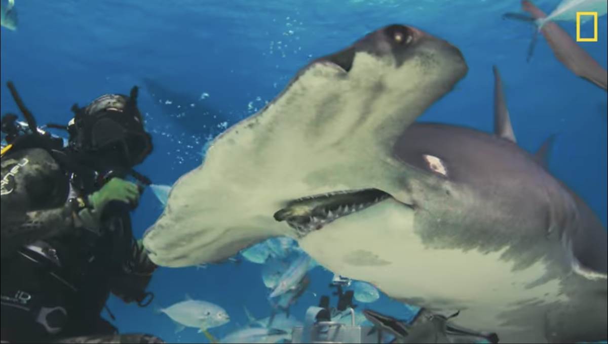 National Geographic's “SharkFest” Comes to Disney XD and Disney+ With