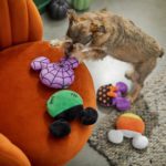 Trick or Treat Your Four-Legged Friends with Chewy's New Disney Halloween Toys and Accessories