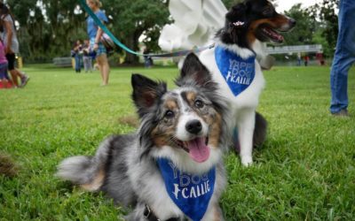 Orlando Celebrate National Dog Day With Pet-Friendly Accommodations and Activities
