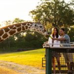 Busch Gardens Tampa Bay Unveils 2022 Annual Passes, Iron Gwazi Preview for Passholders