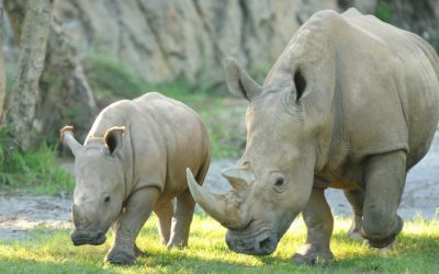 Disney’s Animals, Science and Environment Team Collaborating With Others for Rhino Population Sustainment
