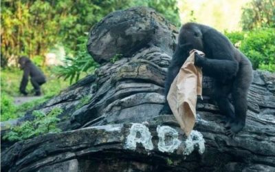 The Gorillas of Disney's Animal Kingdom Announce Name of Their Newest Family Member