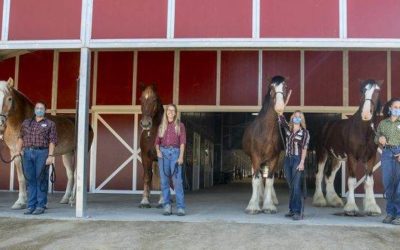 Disneyland Resort Introduces Five New Horses at Circle D Ranch To Be Seen on Main Street USA
