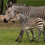 Female Hartmann's Mountain Zebra Born at Disney's Animal Kingdom Lodge