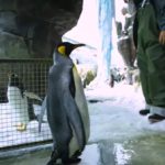 SeaWorld Orlando Highlights Double Cancer Surviving Penguin