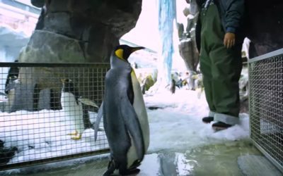 SeaWorld Orlando Highlights Double Cancer Surviving Penguin