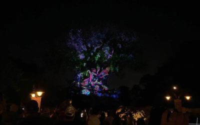 Video - The Tree of Life Becomes a Beacon of Magic" at Disney's Animal Kingdom