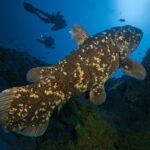 Overheard at National Geographic Showcases How Jacques Cousteau's Legacy Led to the Discovery of Living Coelacanths