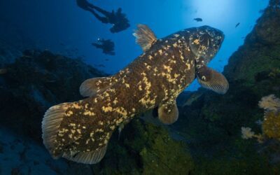 Overheard at National Geographic Showcases How Jacques Cousteau's Legacy Led to the Discovery of Living Coelacanths