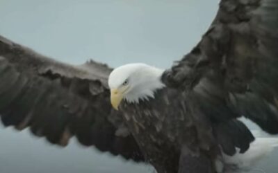 National Geographic Shares "America the Beautiful" Trailer for Disney+ Day